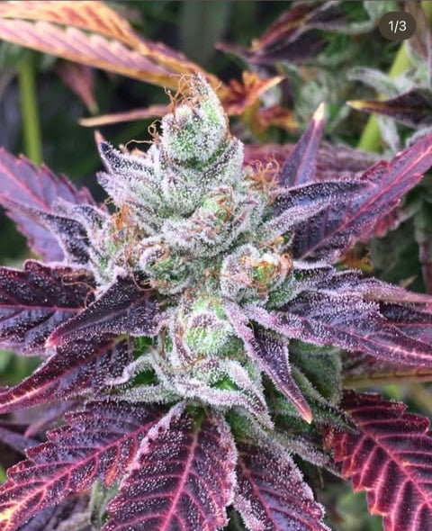 Space Berry