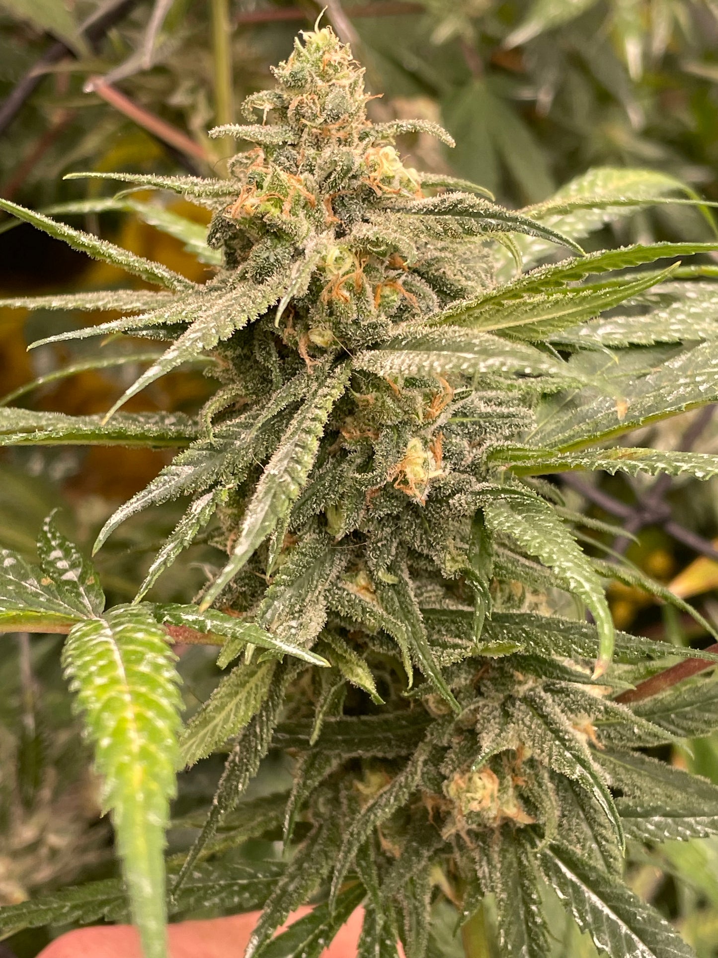 Santa Cruz Blue Dream x AK-47