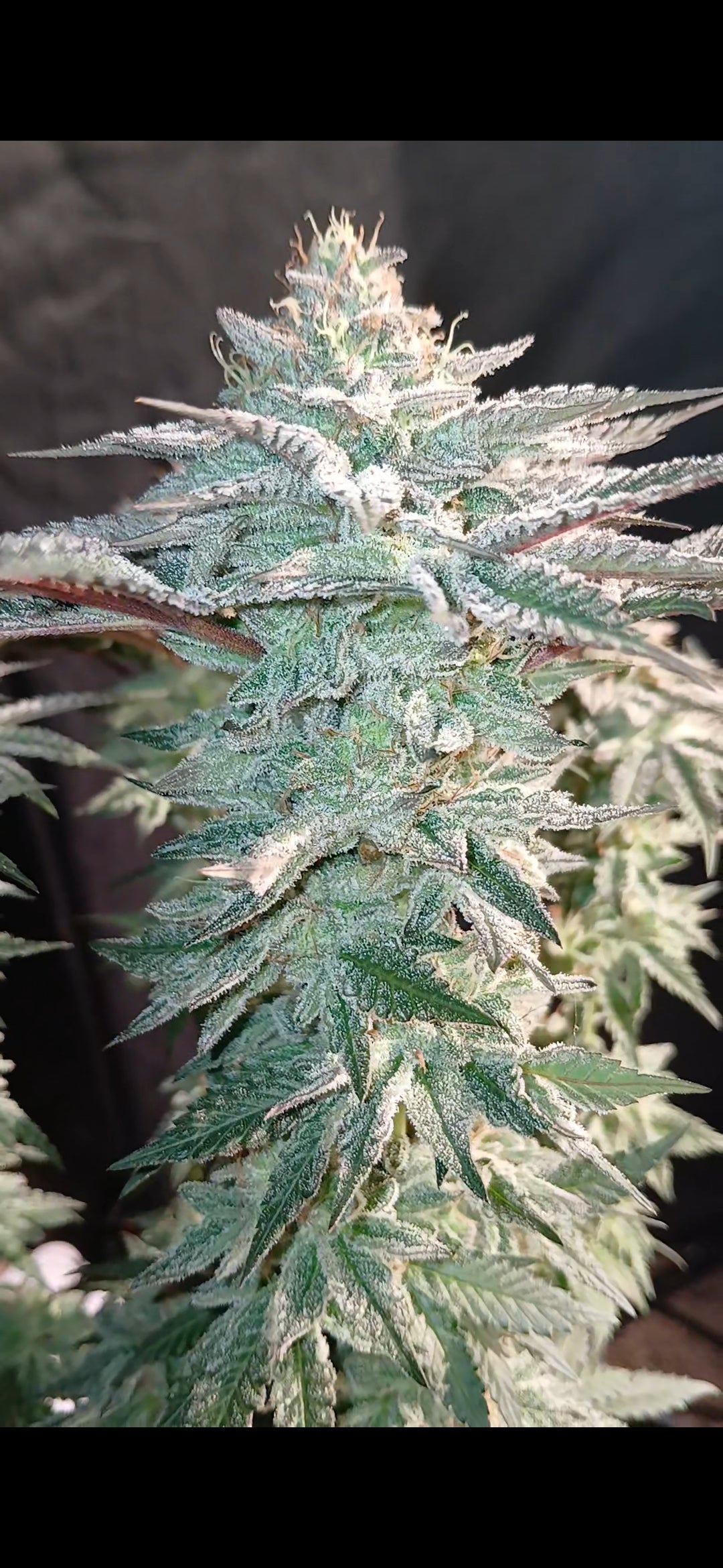 Kishu Tangerine