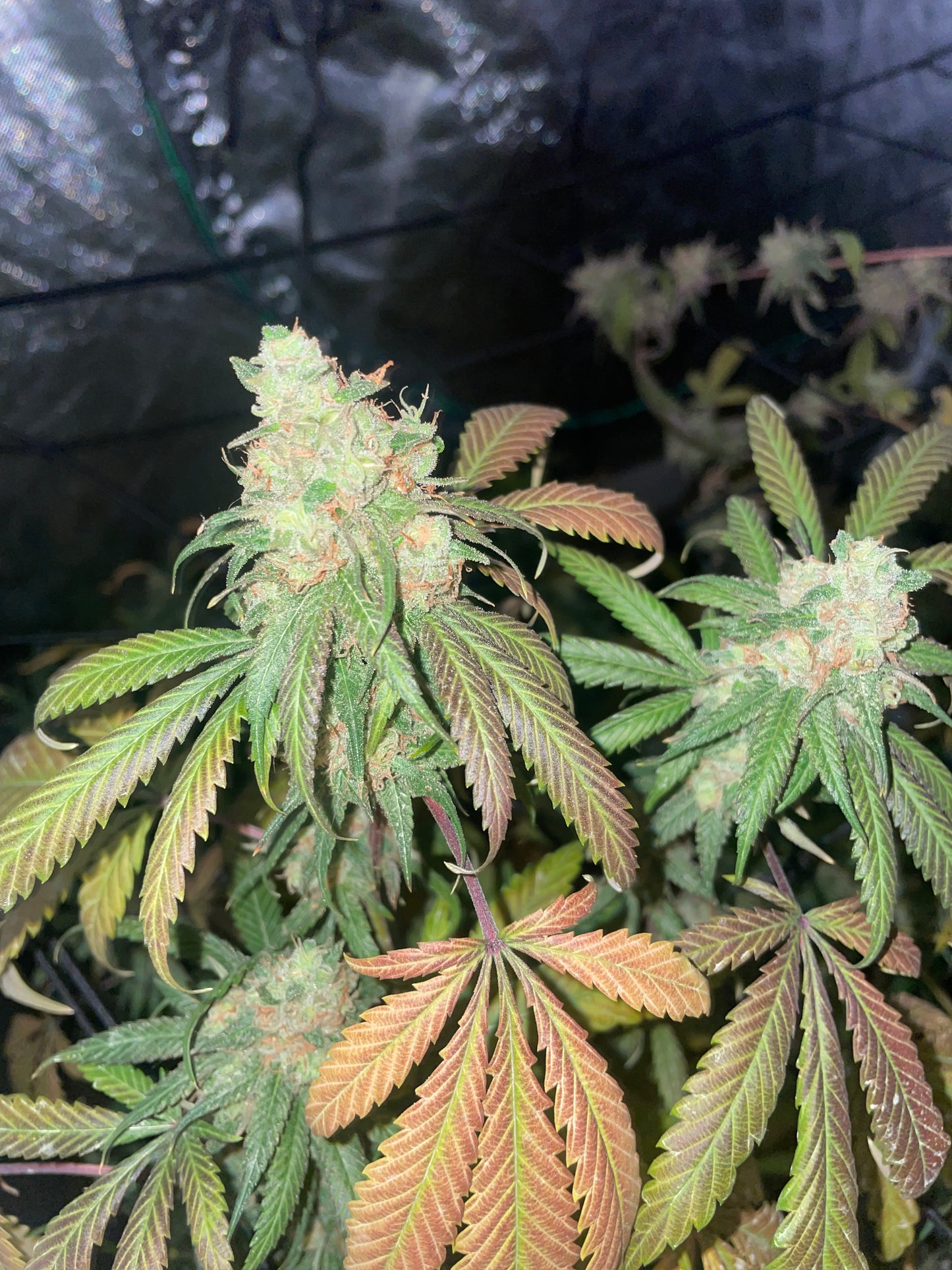 Moroccan Peaches x AK-47