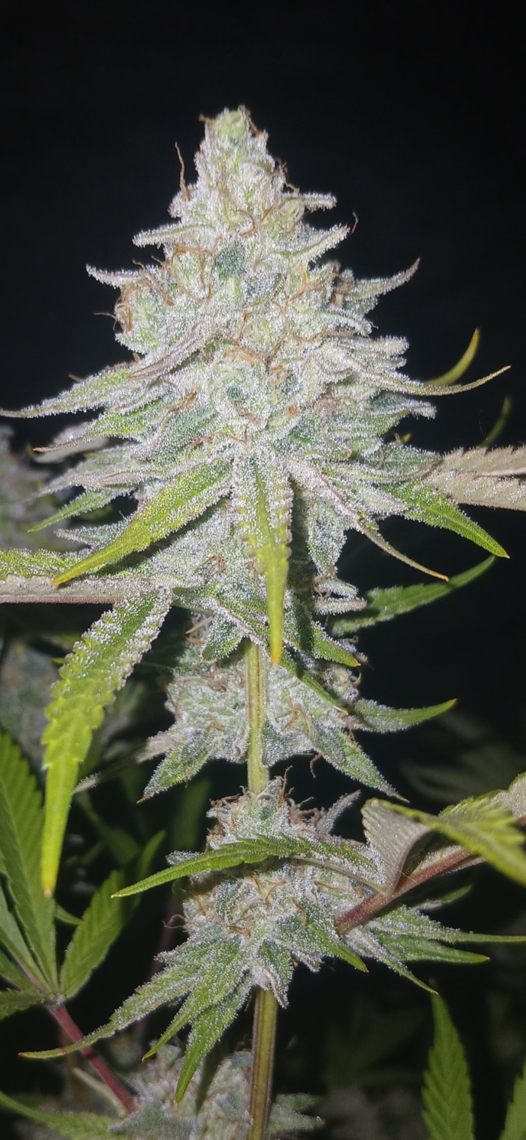 Strawberry Tanghulu