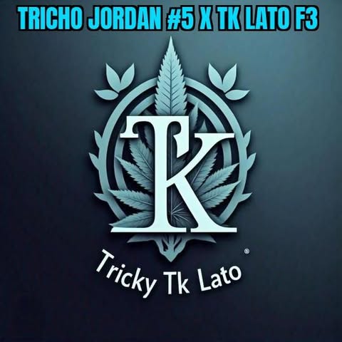 Tricky TK Lato