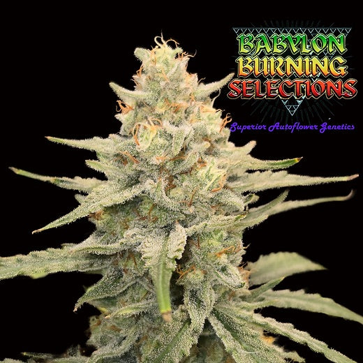 TropiChem Candied Cheese (Auto Feminized)