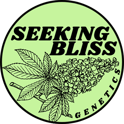 Seeking Bliss Genetics Fems