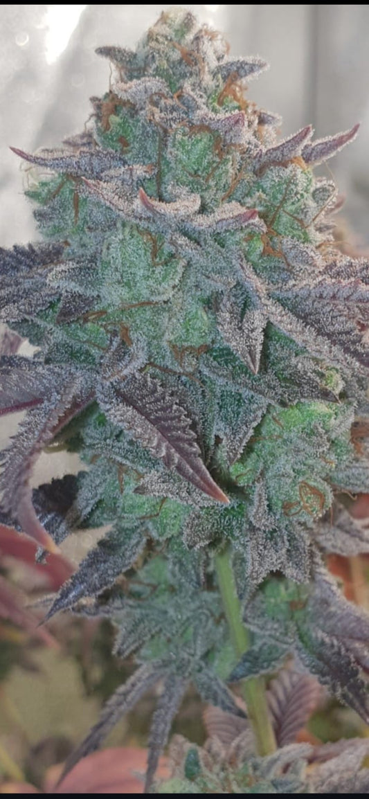 Kishu Tangerine