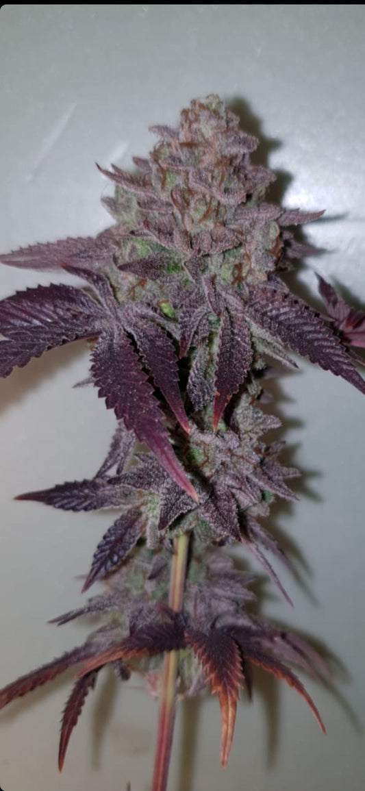 Purple Tanghulu