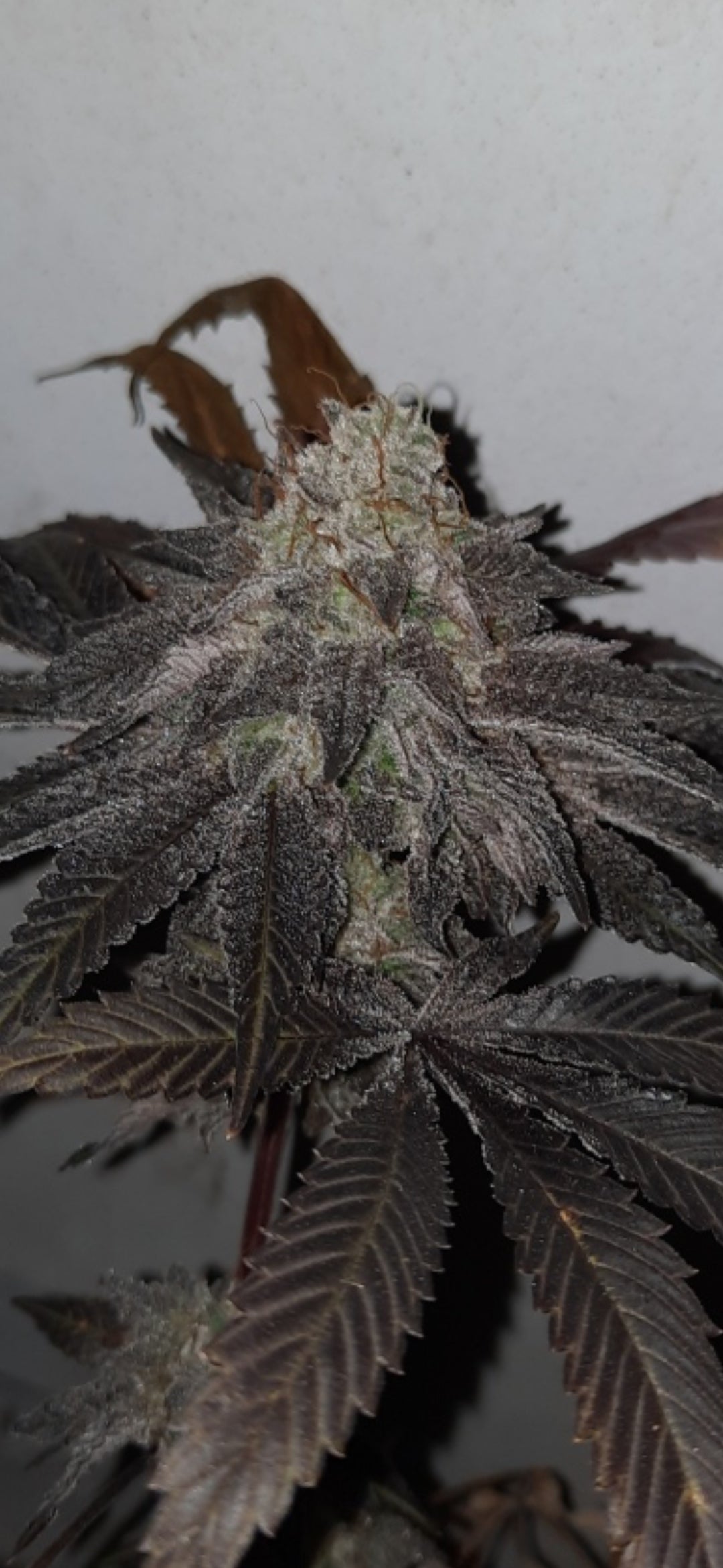 Purple Tanghulu