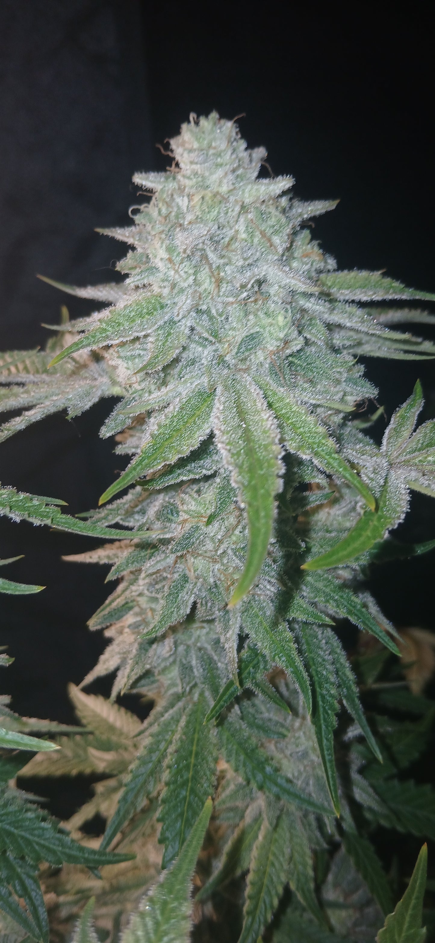 Sour Tanghulu