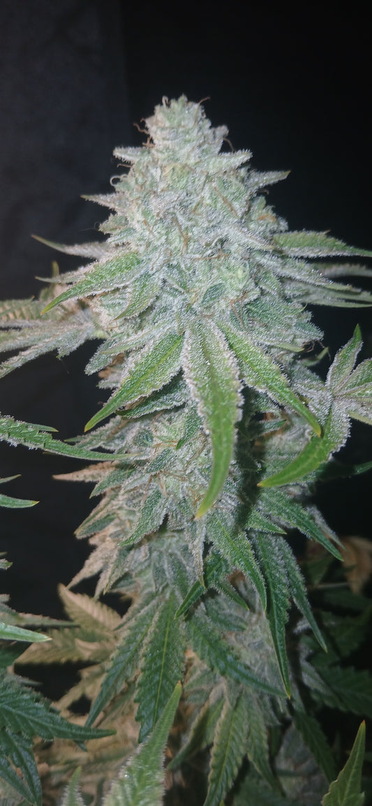 Sour Tanghulu