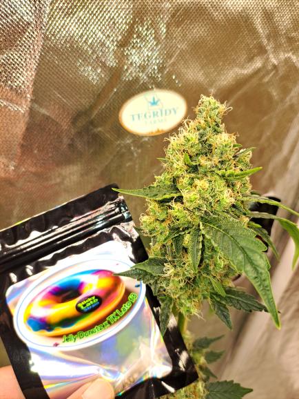 Sticky Lato