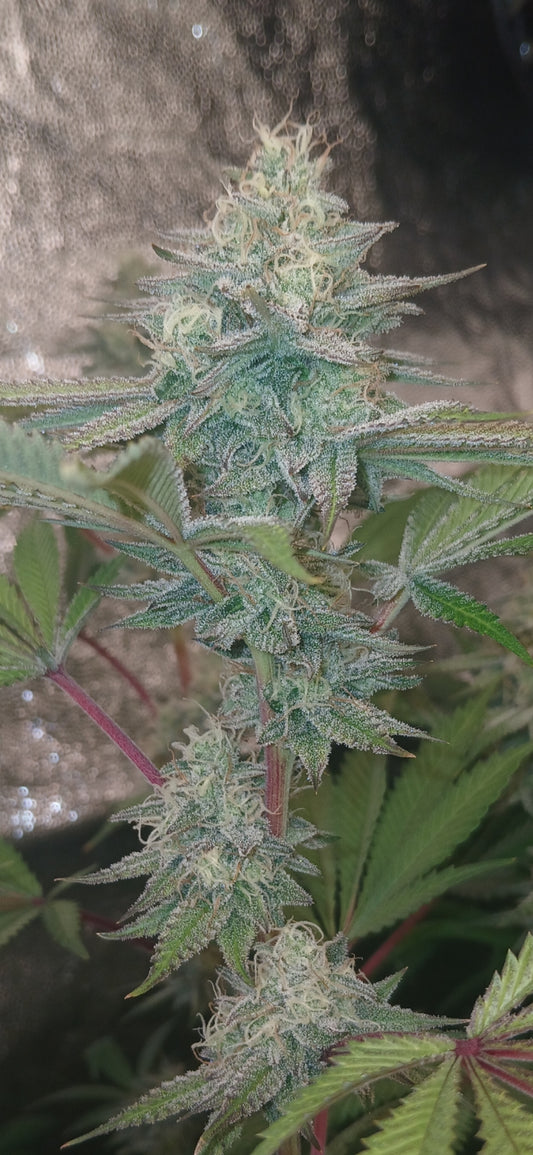 Strawberry Tanghulu
